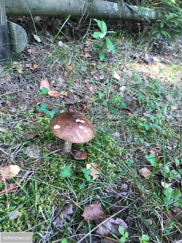 dom wolnostojący, 3 pokoje Borowy Młyn, ul. Jeziorna. Zdjęcie 11