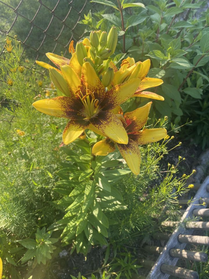 Działka rod Otwock Teklin, ul. Grunwaldzka. Zdjęcie 9