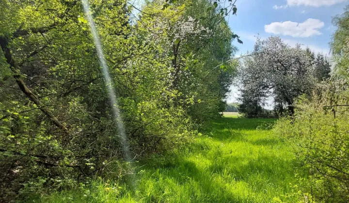 Działka budowlana Lisy