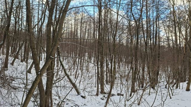 Działka leśna Jaszczurowa Ponikwa. Zdjęcie 4