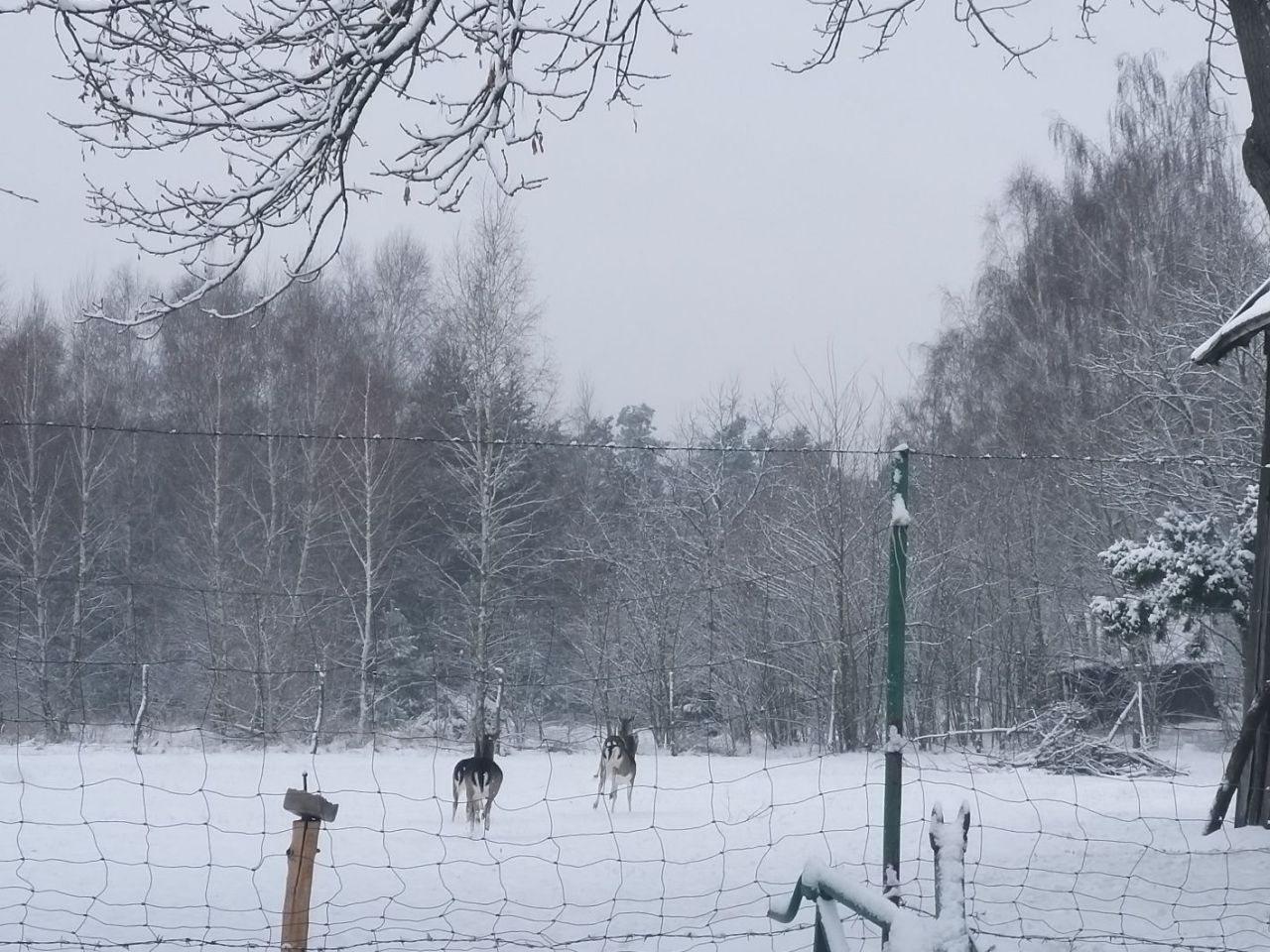 Działka budowlana Żelazo. Zdjęcie 7