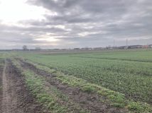 Działka budowlana Kowal, ul. Polna. Zdjęcie 3