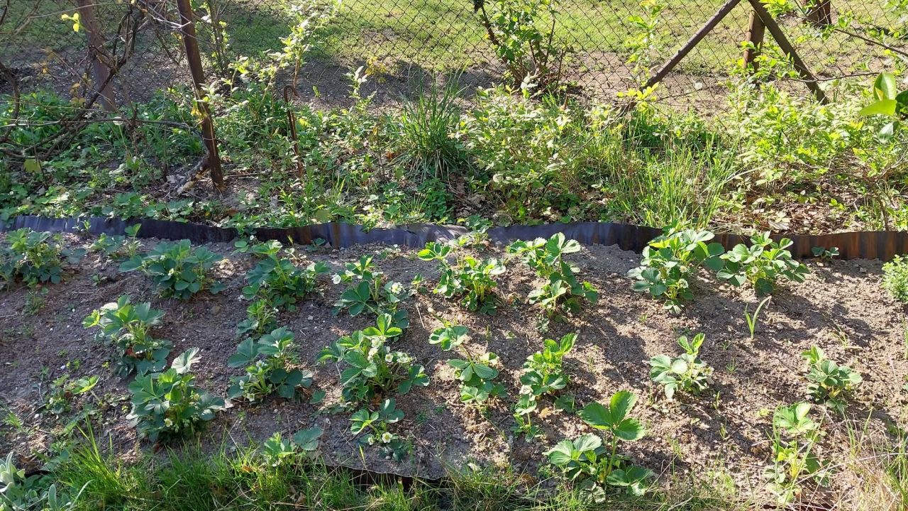 Działka rod Jelonek. Zdjęcie 5