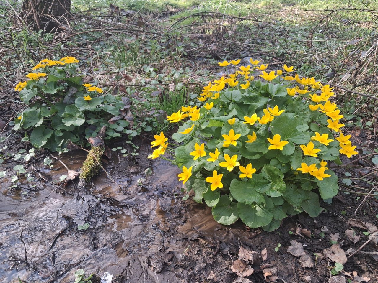 Działka leśna Lipnica Dolna, BRAK. Zdjęcie 12