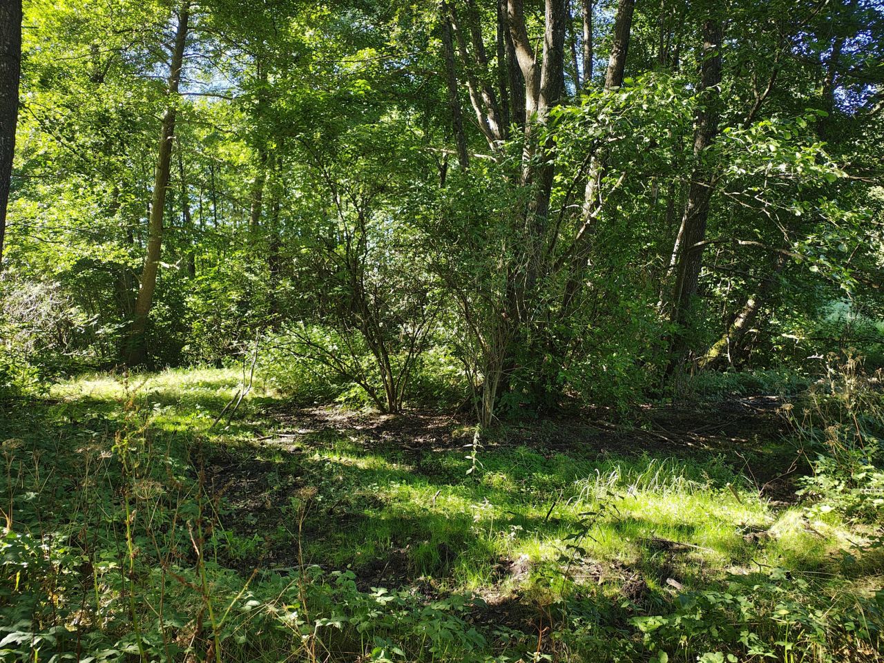 Działka inwestycyjna Poganice. Zdjęcie 8