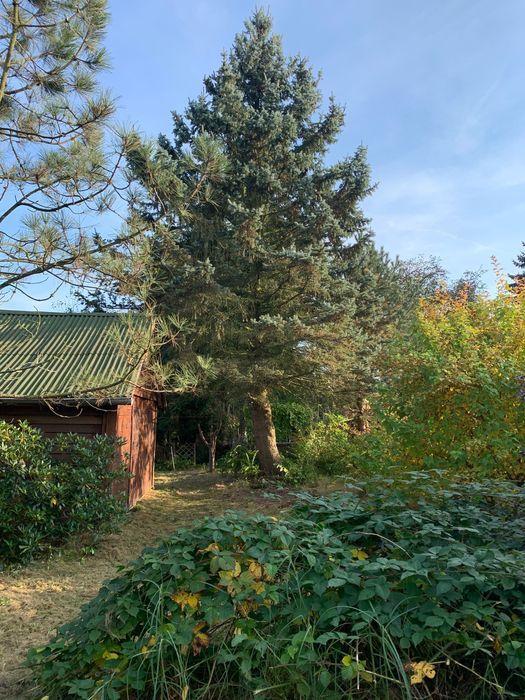 Działka rod Szczaki. Zdjęcie 2