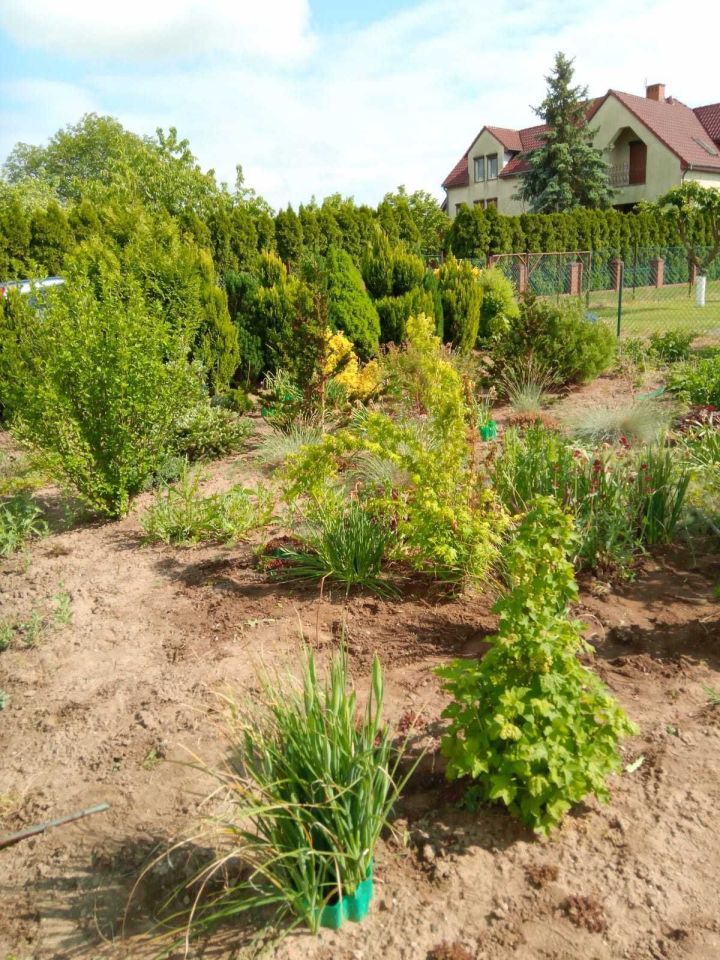 Działka rekreacyjna Myślibórz. Zdjęcie 5