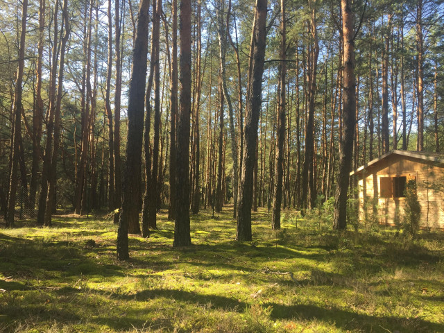 Działka leśna Huta Podgórna. Zdjęcie 1