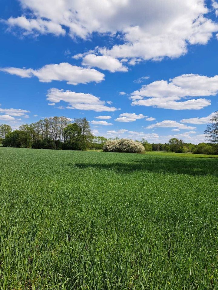 Działka rolna Pruszkowo. Zdjęcie 4