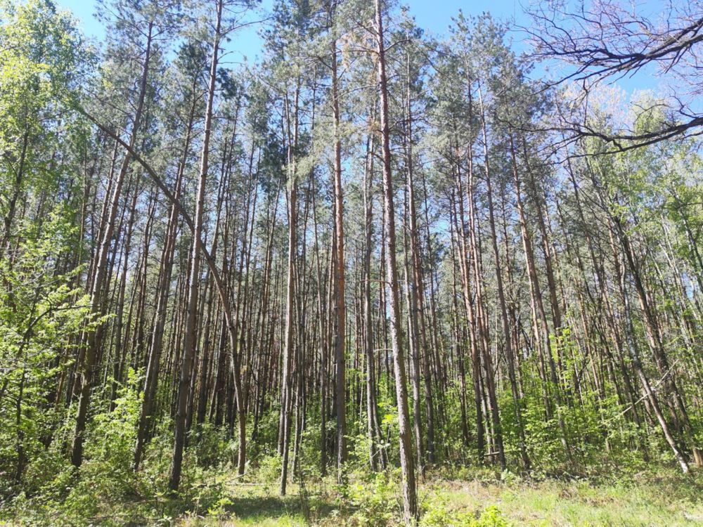 Działka leśna Niwiski. Zdjęcie 7