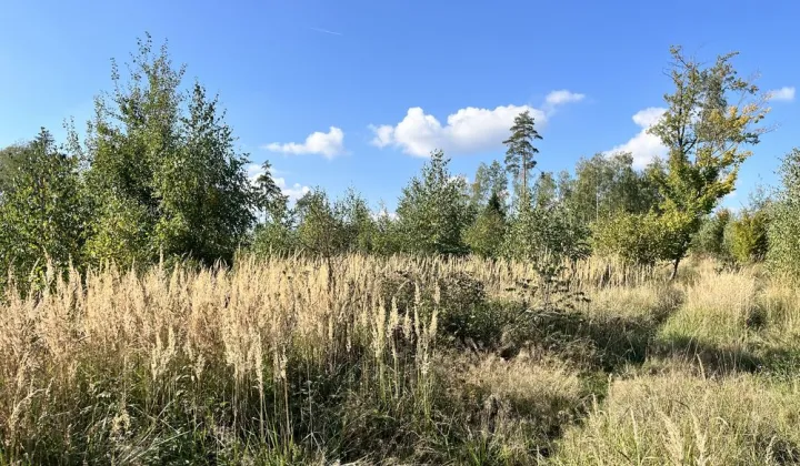 Działka leśna Smolugi