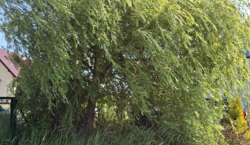 Działka budowlana Lednogóra