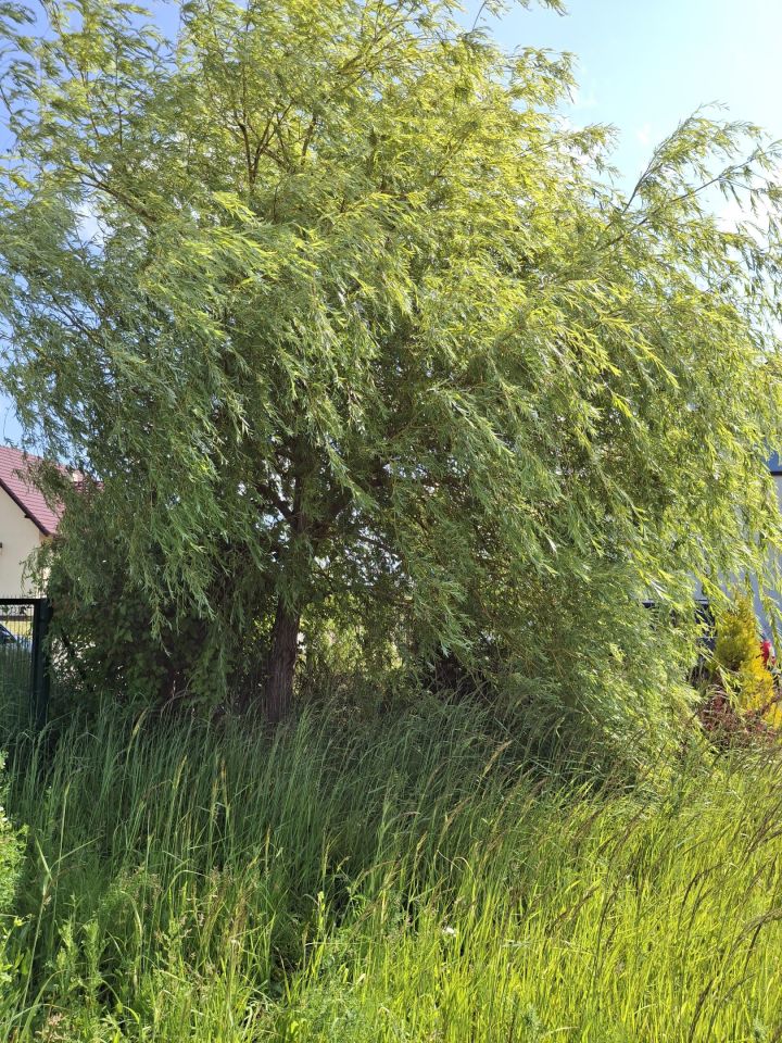 Działka budowlana Lednogóra, 25H. Zdjęcie 2