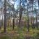 Działka leśna Popowo-Letnisko, al. Kamienna. Zdjęcie 7