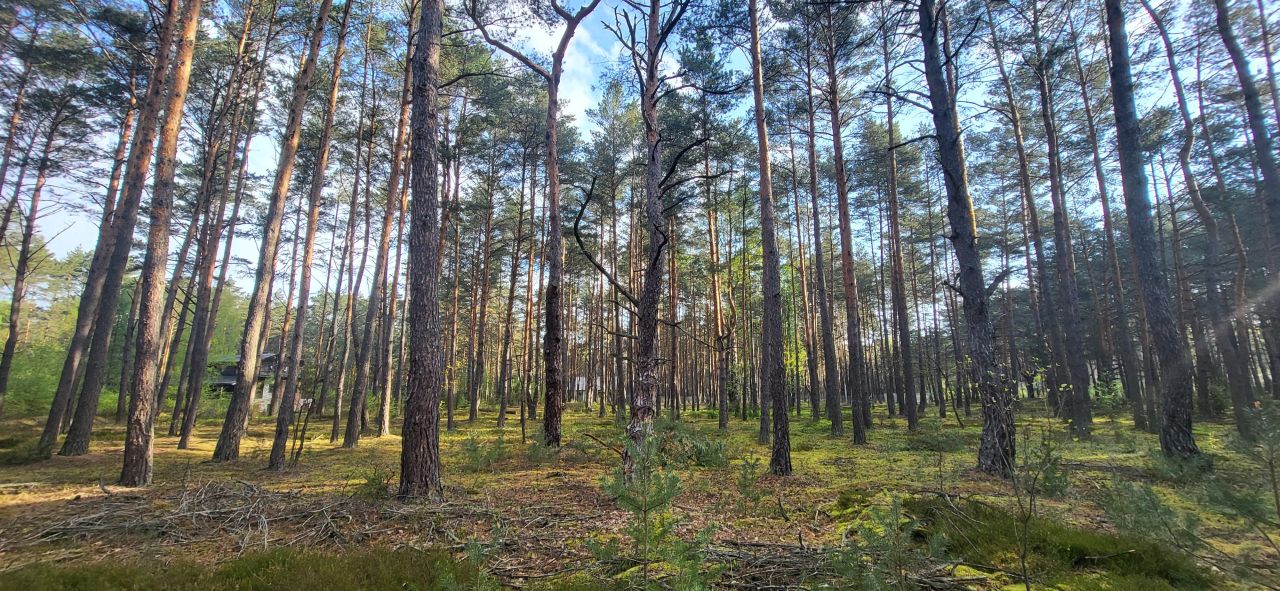 Działka leśna Popowo-Letnisko, al. Kamienna. Zdjęcie 7