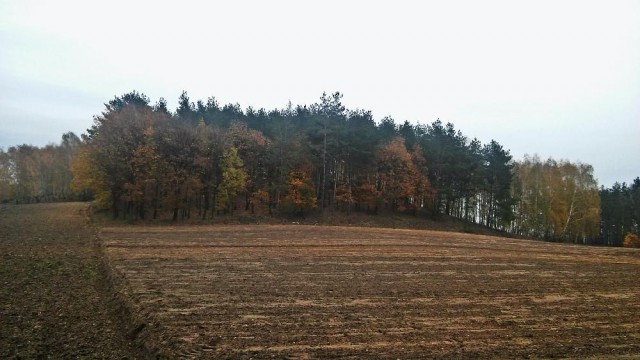 Działka leśna Gałęzewko. Zdjęcie 1