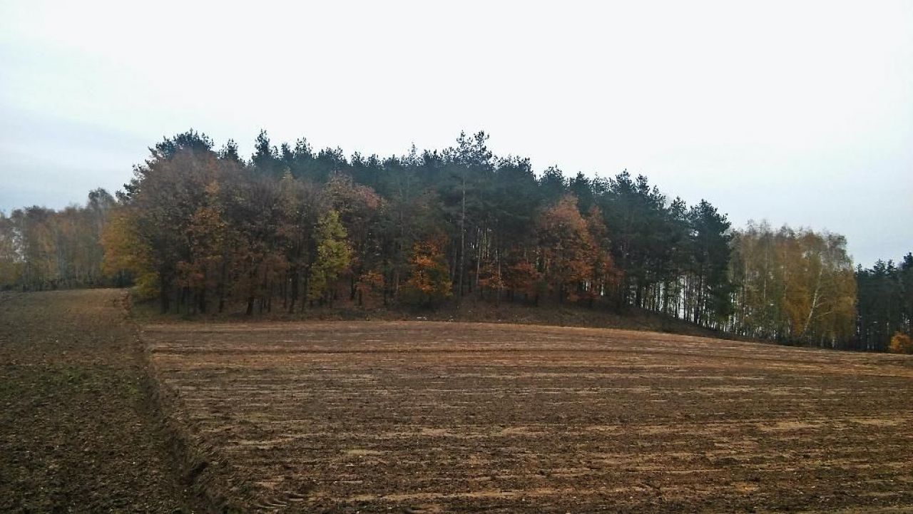 Działka leśna Gałęzewko