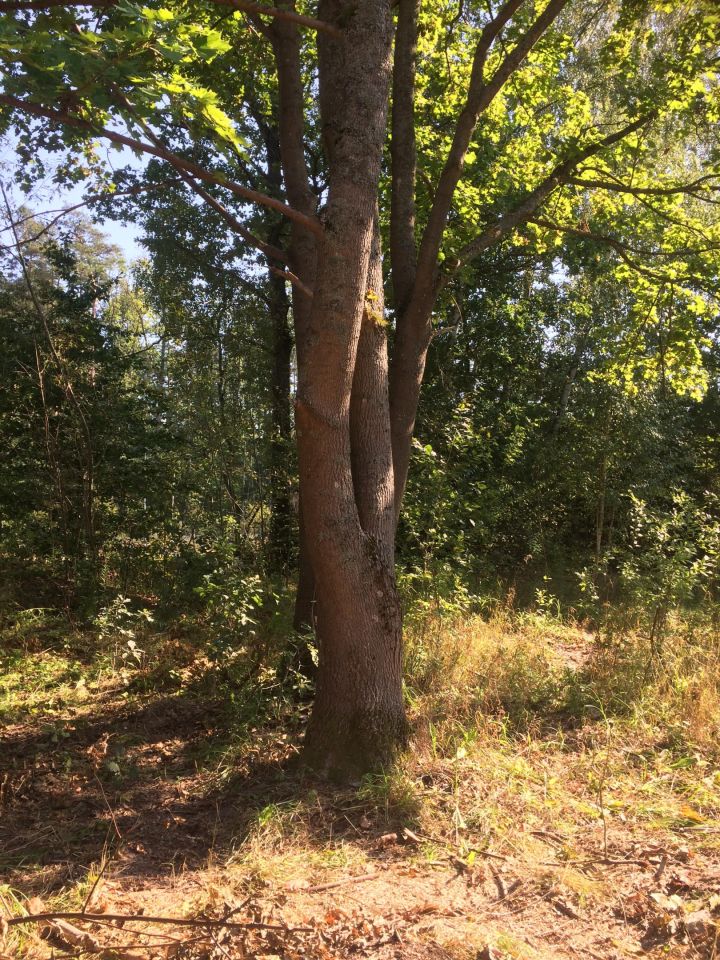 Działka budowlana Bartążek, ul. Olchowa. Zdjęcie 5