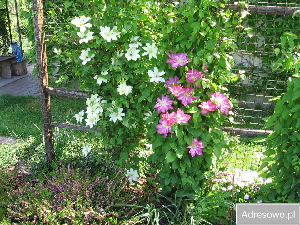 Działka rod Krasnystaw, ul. Grobla. Zdjęcie 6