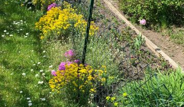 Działka rod Dankowo