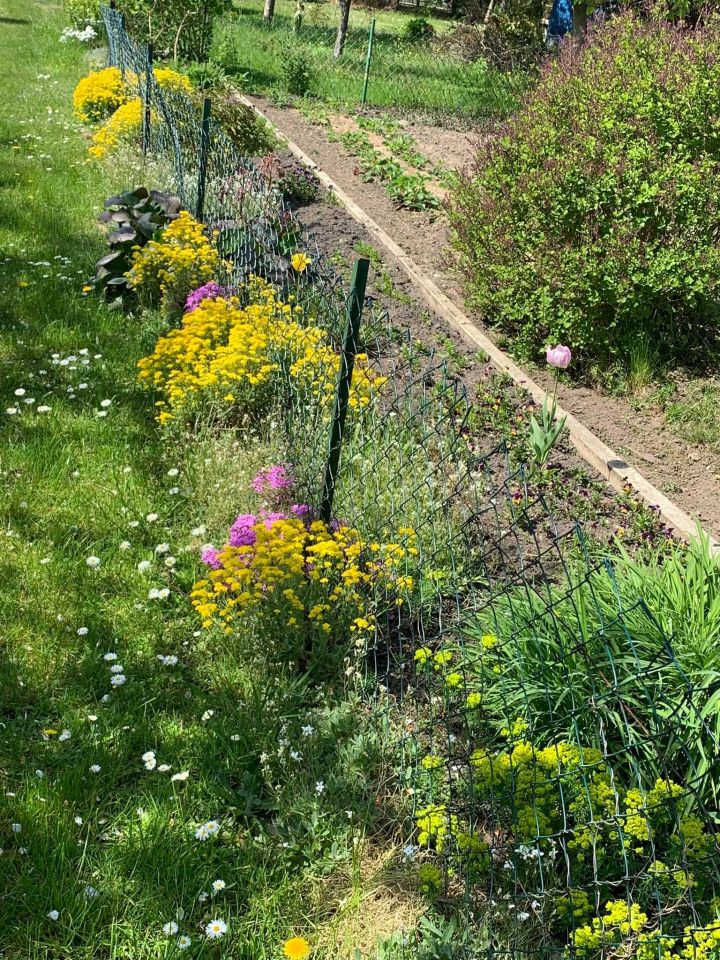 Działka rod Dankowo. Zdjęcie 2