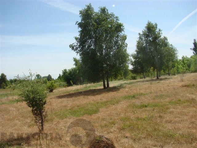 Działka budowlana Stara Dąbrowa. Zdjęcie 8