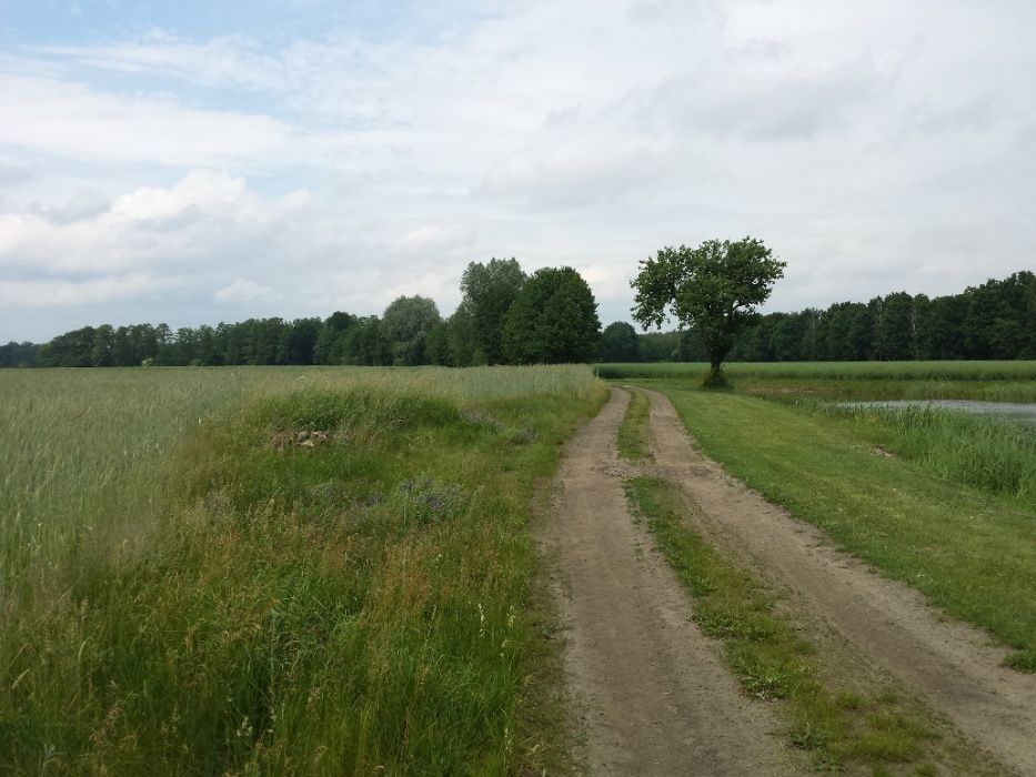 Działka budowlana Wilków. Zdjęcie 3