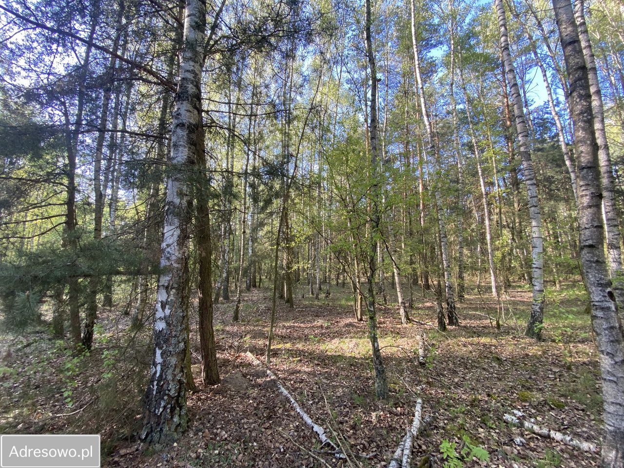 Działka budowlana Skórka. Zdjęcie 5