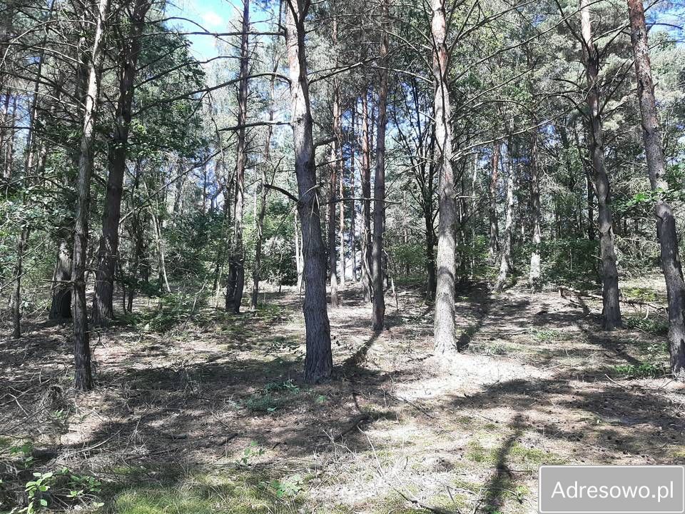 Działka Ruda. Zdjęcie 2