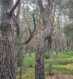 Działka rekreacyjna Osiedle Wilga, ul. Dzięciołów. Zdjęcie 2