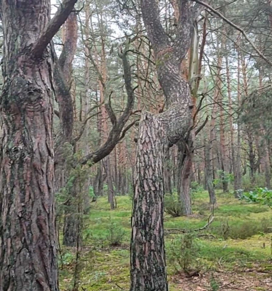 Działka rekreacyjna Osiedle Wilga, ul. Dzięciołów. Zdjęcie 3