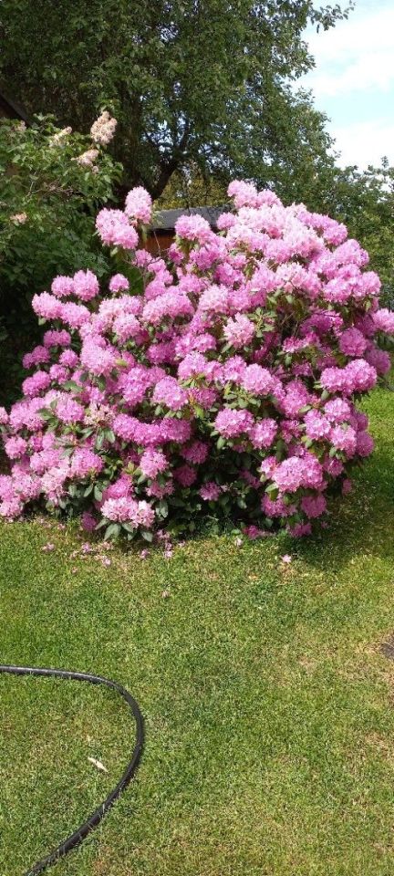 Działka rod Warszawa Wawer. Zdjęcie 8