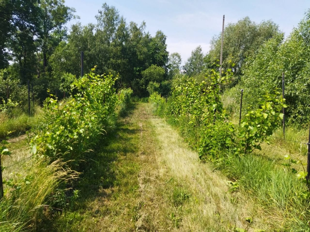 Działka budowlana Nowa Jabłona. Zdjęcie 9