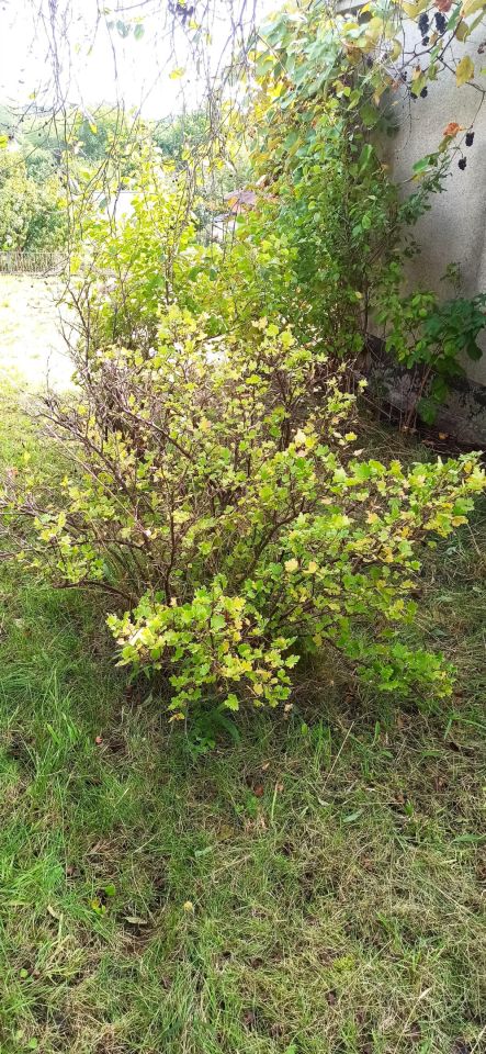 Działka rod Starogard Gdański Centrum, ul. Tczewska. Zdjęcie 10