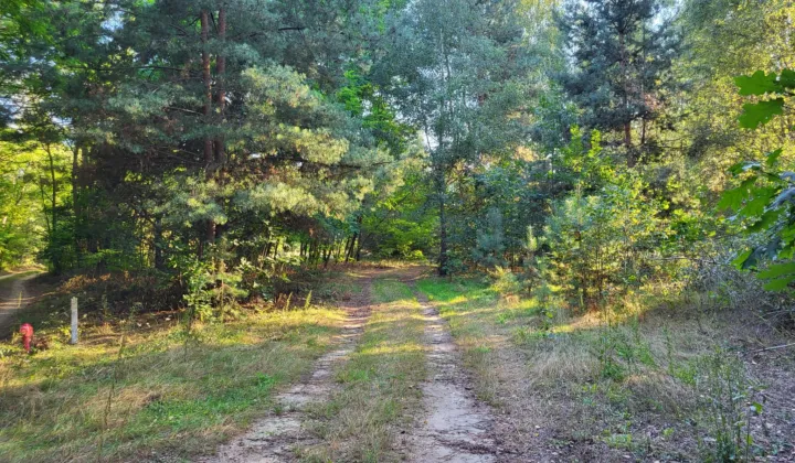 Działka rolna Borszyce