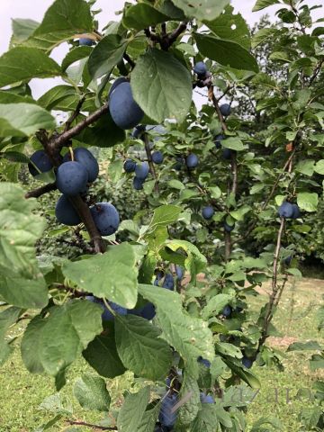 dom wolnostojący, 6 pokoi Przyszowa. Zdjęcie 25