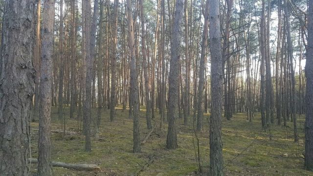 Działka leśna Karolina. Zdjęcie 1