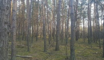 Działka leśna Karolina. Zdjęcie 1
