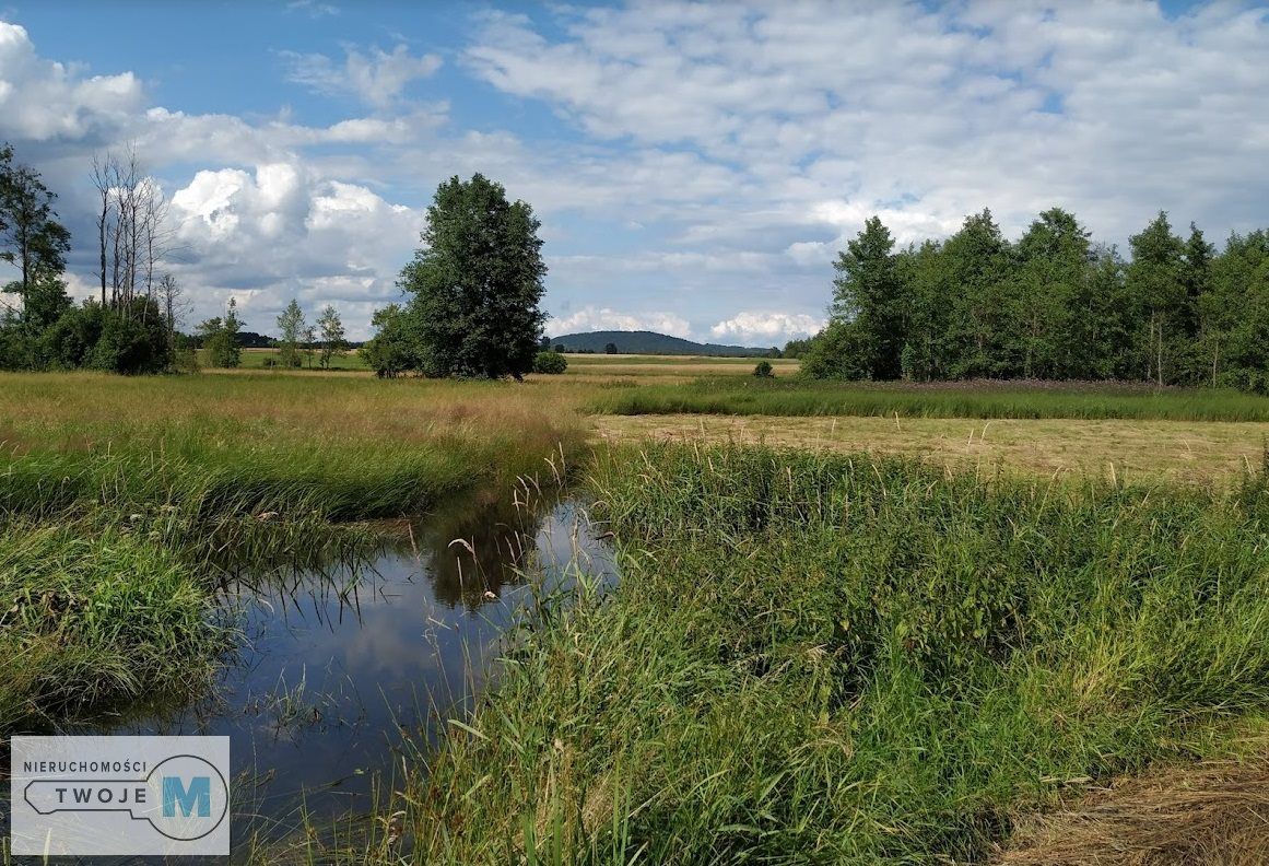 Działka leśna Korczyn. Zdjęcie 2