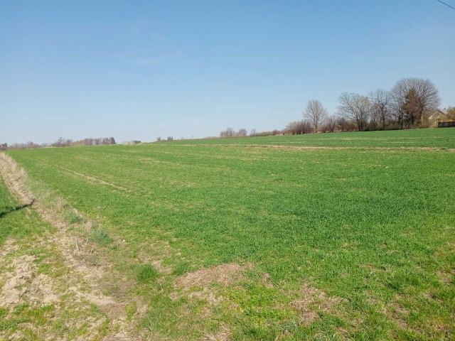 Działka budowlana Markowola-Kolonia. Zdjęcie 1