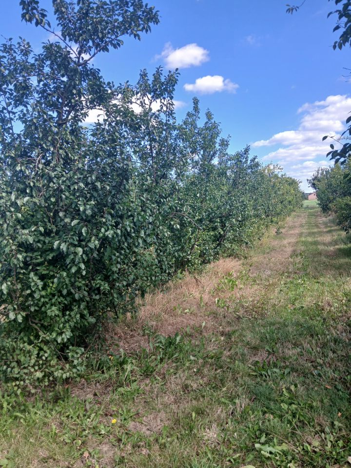 Działka rolno-budowlana Ksawerów Stary. Zdjęcie 4