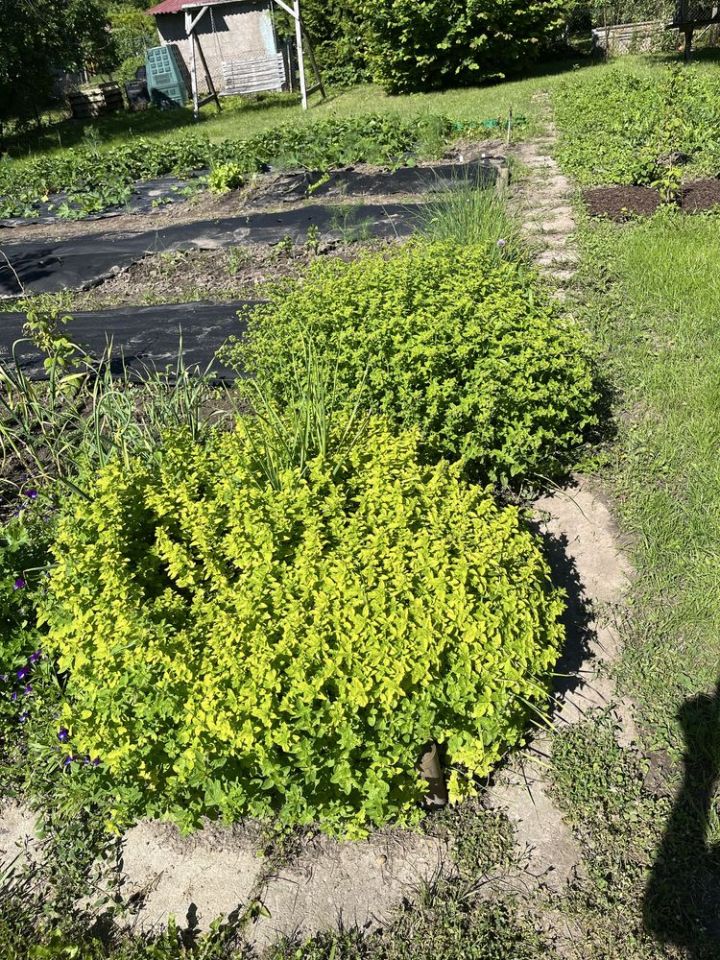 Działka rod Olecko. Zdjęcie 7