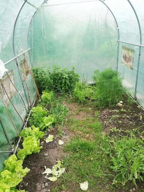 Działka rod Lublin, ul. Wapienna. Zdjęcie 5