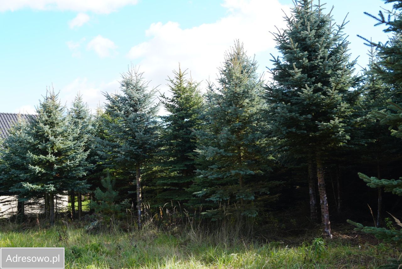 Działka budowlana Zawonia, ul. Rumiankowa. Zdjęcie 3