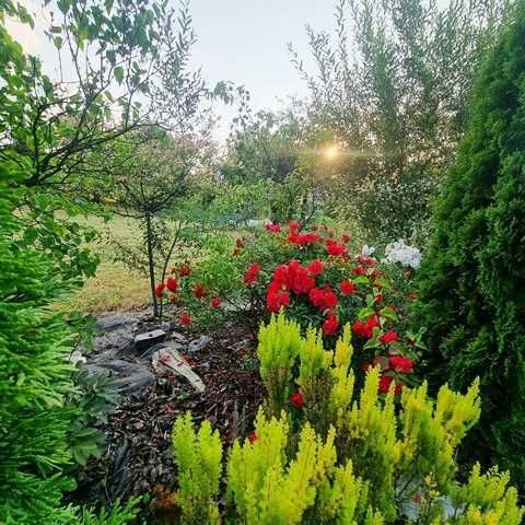 Działka rod Nowy Sącz, ul. 29 Listopada. Zdjęcie 8