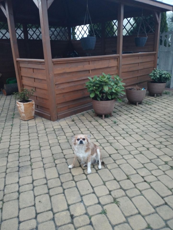 dom wolnostojący, 4 pokoje Brzezinka, ul. Torowa. Zdjęcie 10