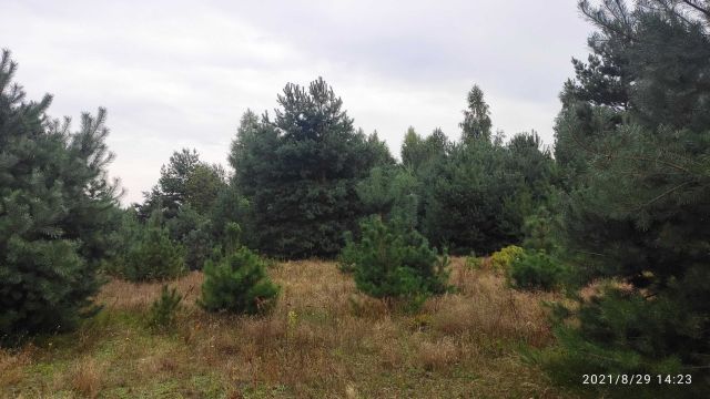 Działka leśna Grabina. Zdjęcie 1