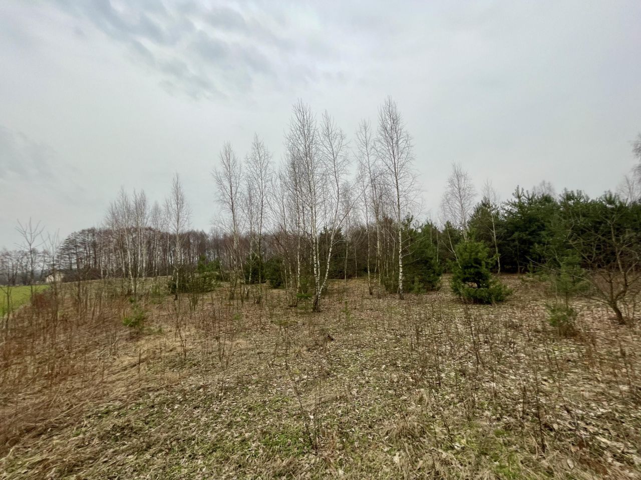 Działka rolno-budowlana Kuczki-Kolonia Kuczki-Pólko. Zdjęcie 4