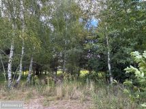 Działka budowlana Miłoszyce, ul. Azaliowa. Zdjęcie 4