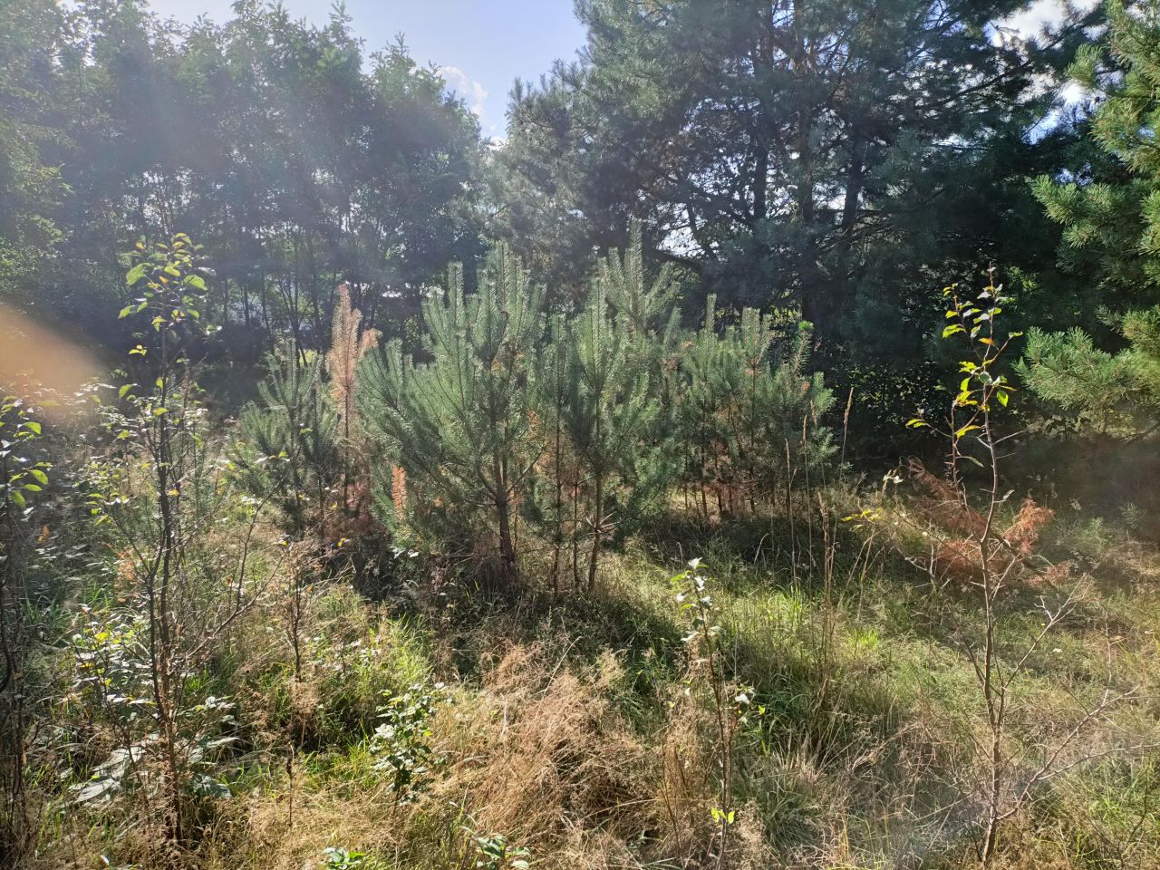 Działka rolna Grzmiąca. Zdjęcie 7